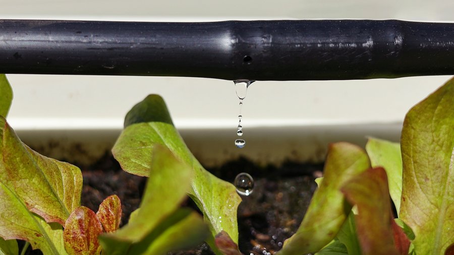 Tropfbewässerungssystem aus nächster Nähe. Wassersparendes Tropfbewässerungssystem, das in einem Bio-Salatgarten eingesetzt wird.