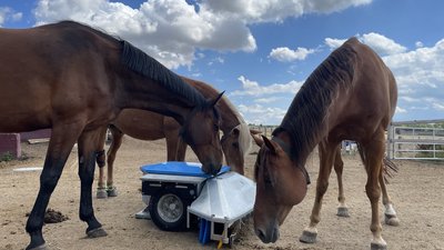 Pferde erkunden Roboter, welcher automatisiert Pferdeäpfel aufsammelt.