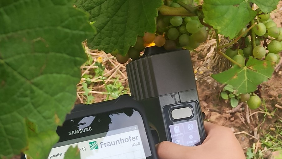 Nicht-invasive Qualitätsanalyse mit Hilfe eines Handsensors an Weintrauben. Darstellung der Informationen auf einem Tablet.
