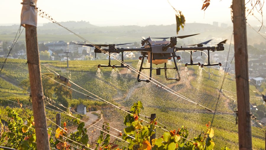 Pflanzenbehandlung mittels Drohne auf einer Rebfläche.