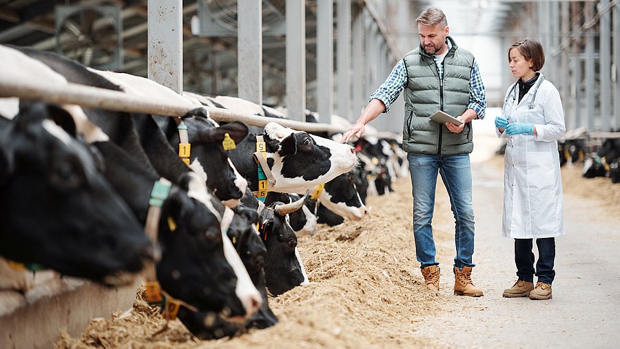Leiter eines großen Milchviehbetriebs berät sich mit Tierärztin im Kuhstall